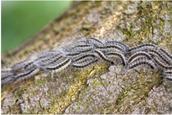 Chenille processionnaire du chêne